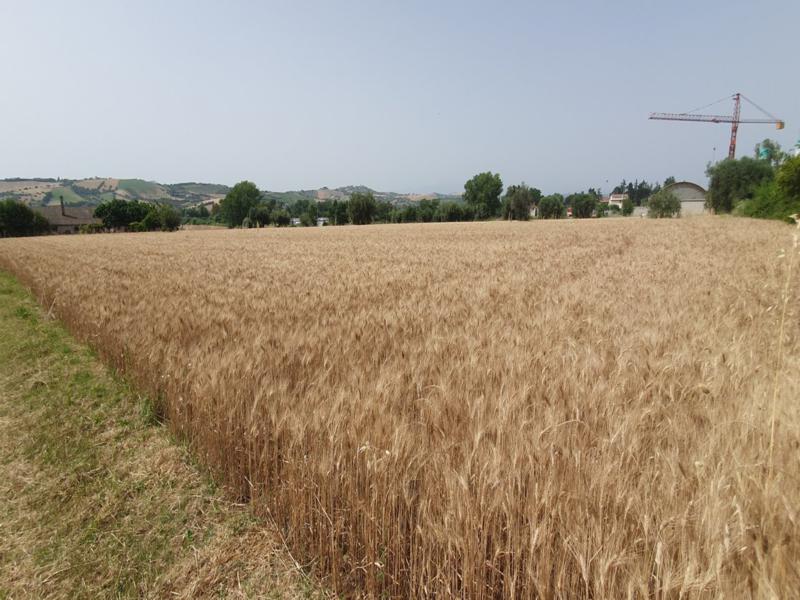 Procedura Fallimentare Nr. 6/2018