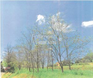 Liquidazione Giudiziale Nr. 33/2024 R.G.